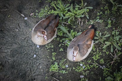 Una pareja de gansos del Nilo junto a la escuela de remo. Los machos son un poco más grandes que las hembras, y pueden superar los 2 kilogramos de peso y los 70 centímetros de longitud corporal. Los sexos son idénticos en plumaje, aunque hay mucha variabilidad desde el grisáceo al castaño. La mayor parte de las alas es blanca, pero en reposo quedan cubiertas por las coberteras. Este ave está incluido en el Catálogo Español de Especies Exóticas Invasoras del Ministerio de Agricultura y Pesca, Alimentación y Medio Ambiente desde 2013 por el alto riesgo de generar impactos en la biodiversidad. En la ficha oficial se reconoce su presencia pero no está considerado establecido. Sin embargo, la sociedad española de ornitología (SEO-Birdlife) está preparando una revisión del estado de esta especie en España. El origen de la expansión por Europa de este ave africana se encuentra en el escape de parejas introducidas en parques, colecciones privadas y zoológicos.