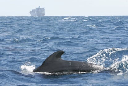 A pilot whale with a cargo ship in the background in the Gibraltar Straits.