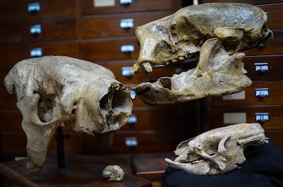 Los cráneos de las especies de perezosos actuales y extintas muestran diferencias sorprendentes en el tamaño del cuerpo. Abajo a la izquierda: 'Bradypus variegatus' (existente, Bolivia); abajo a la derecha: 'Proscelidodon patrius' (Plioceno, Argentina); arriba a la izquierda: 'Megatherium americanum' (Pleistoceno, Argentina); arriba a la derecha: 'Lestodon armatus' (Pleistoceno, Argentina). Todos los especímenes se encuentran en el Museo Argentino de Ciencias Naturales.
