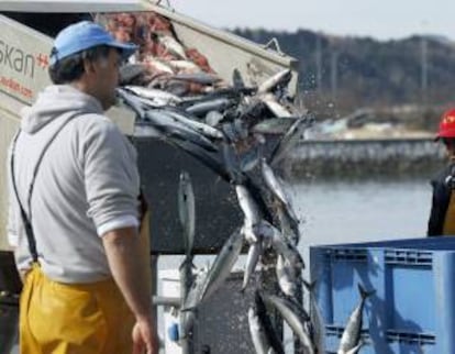 Pescadores descargan las primeras capturas de verdel, también denominado sarda o caballa, en el puerto de Santoña. EFE/Archivo