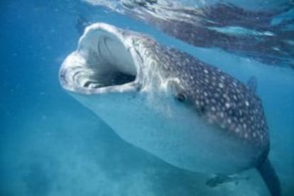 Un tiburón ballena en aguas del océano Índico.