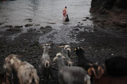 Los pastores meten por la fuerza a las cabras durante el tradicional baños de las cabras celebrado en el Puerto de la Cruz en Tenerife, 24 de junio de 2013.