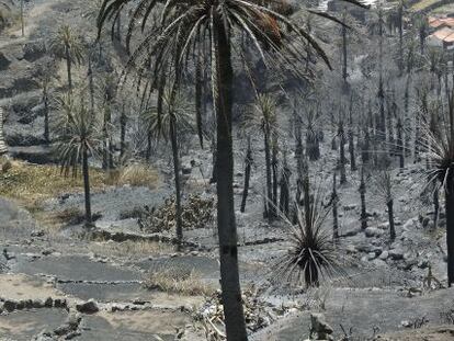 Estado de la zona de El Guro en el municipio de Valle Gran Rey tras el paso del incendio que lleva diez días asolando La Gomera. 