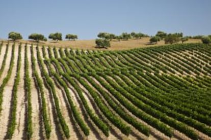 Un viñedo en la provincia de Cádiz.