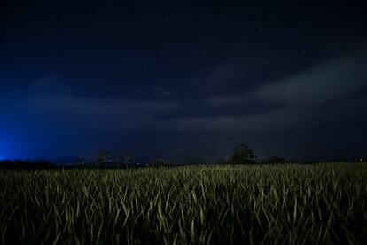 La noche cae sobre una plantación de piñas cerca de Salitre.