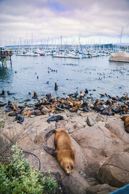 Leones marinos en la costa de Monterrey, en California.