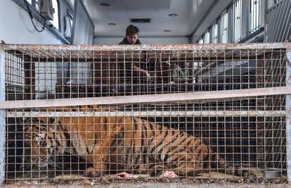 Uno de los tigres, aún dentro de la jaula y el camión en el que llegaron hasta el puesto fronterizo de Koroszczyn.