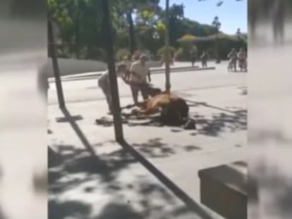 La asociación animalista PACMA ha condenado la escena en redes sociales y el estado de de  cansancio y la deshidratación  que sufren los equinos en la capital andaluza