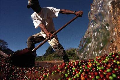 Un trabajador brasileño lava los granos de café aún verdes antes de procesarlos para el consumo.