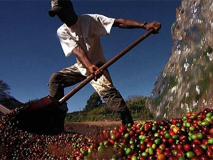 Un trabajador brasileño lava los granos de café aún verdes antes de procesarlos para el consumo.