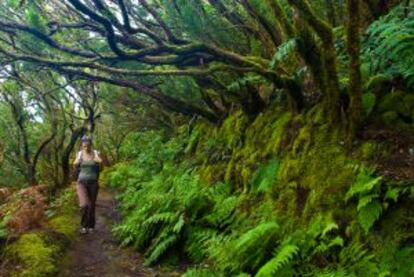 Senderismo en el macizo de Anaga, en Tenerife, declarado Reserva de la Biosfera, pain.