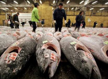 En la imagen, pescaderos escogiendo atunes durante la primera subasta del año en el mercado <i>Tsukiji</i>, en Tokio. Las cinco organizaciones internacionales de conservación del atún se han reunido este lunes en Kobe, al oeste de Japón, en un primer encuentro de cinco días de duración. Cerca de 300 representantes de la industria pescadera y de los gobiernos de cerca de 60 países discutirán las medidas a seguir para no agotar con la pesca incontrolada la existencia del atún.