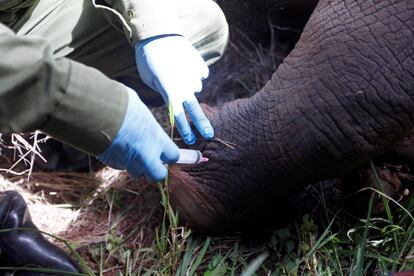 Desde que el Servicio de Fauna de Kenia y el Ministerio de Turismo lleva a cabo un seguimiento de ejemplares de rinocerontes el número de población ha ascendido en el Parque Nacional de Meru de 90 a 104 ejemplares. En la imagen, un veterinario extrae sangre de un ejemplar de rinoceronte.