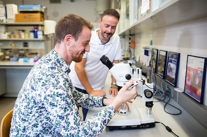 Alfonso Ferrández, en el microscopio, y Cristian Cañestro, en la Universidad de Barcelona.