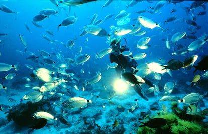 El buceo no es exclusivo del verano. Siempre es buen momento para un bautizo de inmersión en sus aguas cristalinas.