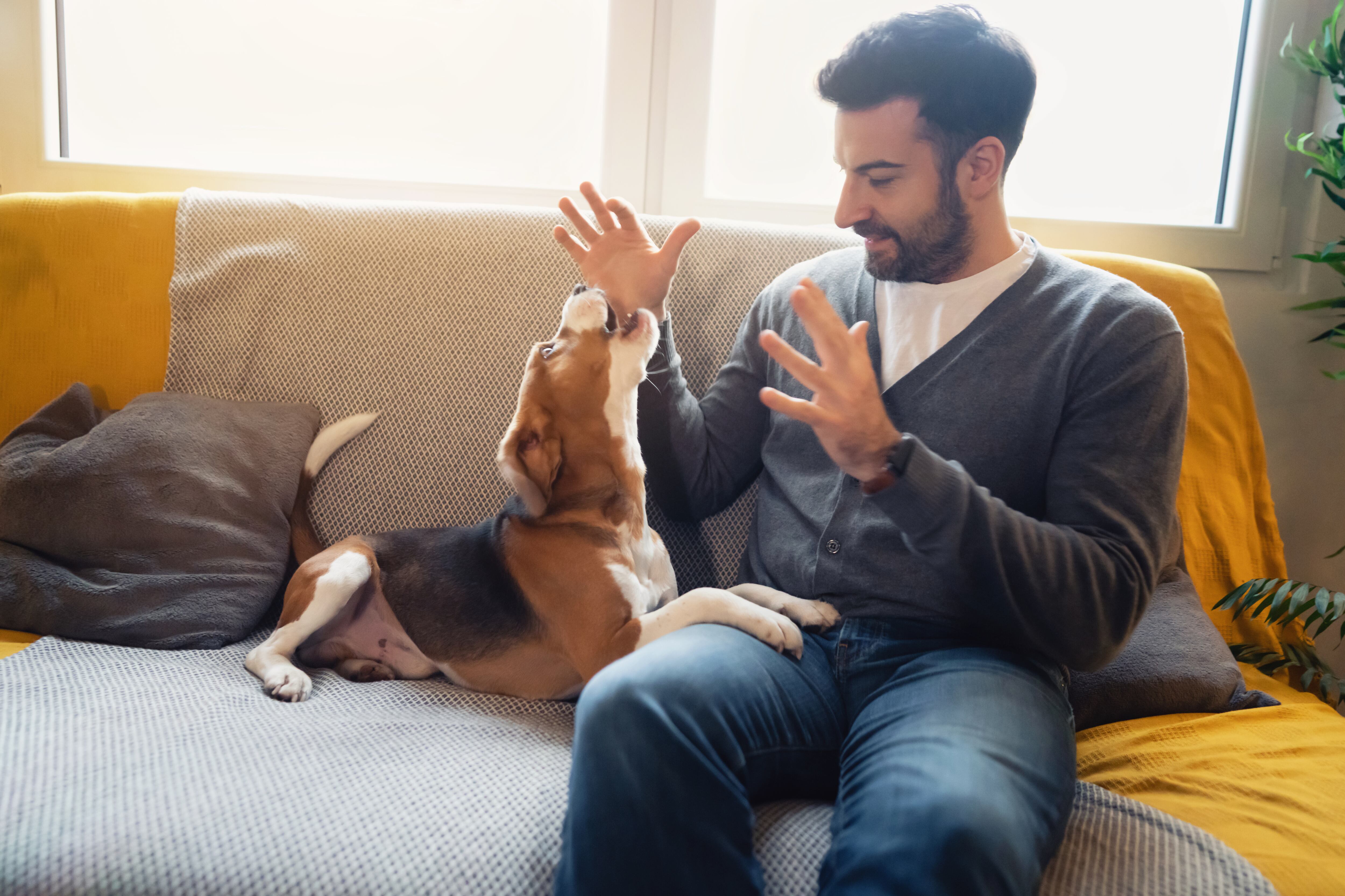 Existe una creciente pérdida de bienestar de los perros por la dificultad de adaptación a los entornos urbanos y formas de vida humana, lo que se refleja en ladridos, aullidos o llantos.