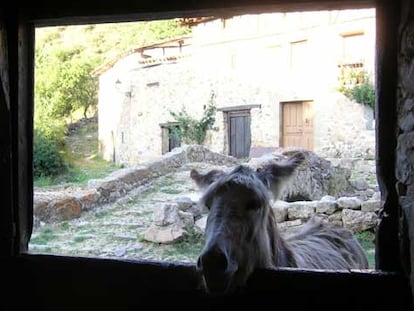 El burro <i>Nicolás </i><b>se asoma a una cuadra de Aldeanueva de Cameros.