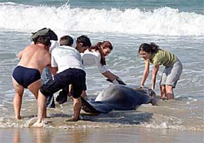 Un grupo de bañistas intenta devolver al mar al delfín varado, ayer, en Cádiz.