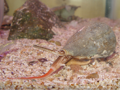 Un ejemplar de 'Chelyconus purpurascens', colectado en Mazatlán (Ciudad de México) y mantenido vivo en un acuario. El cono tiene la probóscide extendida porque ha detectado una presa y se está preparando para cazar.