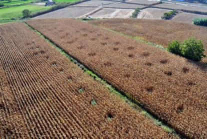 Vista de un campo de maíz con pequeñas zonas en las que se cultivaba la marihuana.