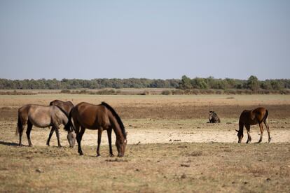 Kilka koni na bagnach Doñana w El Rocío we wrześniu ubiegłego roku. 