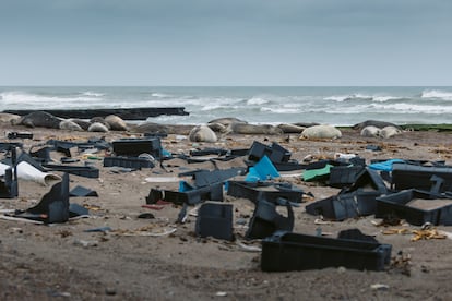 Cajas plásticas sobre una de las playas de la Península Valdés, en la provincia de Chubut (Argentina), en abril de 2023.