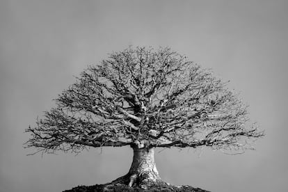 Una zelkova japonesa de la colección del RJB en pleno invierno.