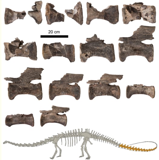 Vértebras de la cola del diplodocus de El Castellar, junto con una figura indicando en oscuro los fósiles estudiados.