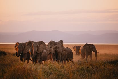 Elefantes cerca de la reserva Songo Conservancy de Akashinga, en el lago Kariba