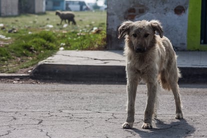 Se calcula que en Perú hay unos seis millones de perros callejeros
