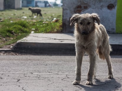 El Ministerio de Salud peruano calcula que en el país hay unos seis millones de perros callejeros, cuatro millones en Lima.