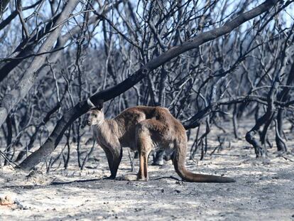 Paisaje devastado por el fuego en Kangaroo Island, en el sur de Australia.