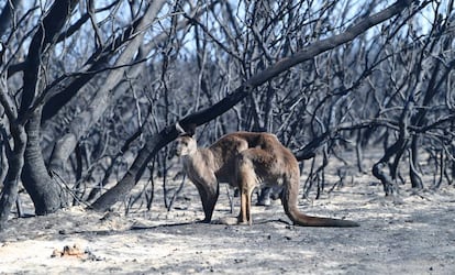 Paisagem devastada pelo fogo em Kangaroo Island, no sul da Austrália.