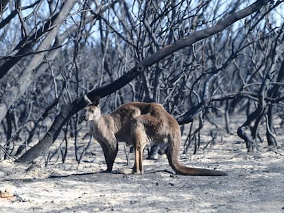 Paisaje devastado por el fuego en Kangaroo Island, en el sur de Australia.