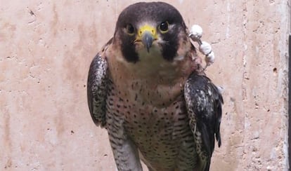 Rehabilitación de un halcón peregrino.