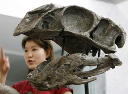 Una mujer gesticula tras un modelo de la cabeza del 'Gigantorraptor', cuyos restos fósiles han sido hallados en China