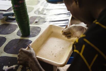 Un colaborador del Instituto de Salud de Ifakara (Tanzania) identifica la especie y el sexo de los mosquitos que han atrapado en la ciudad.