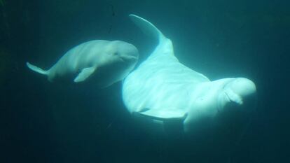 Uma beluga e sua cria em aquário de Vancouver, Canadá