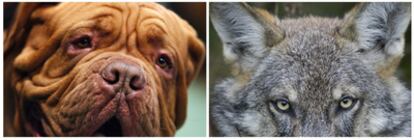 Un estudio genético, tras comparar el genoma de lobos y perros, llega a la conclusión que el can fue domesticado en Oriente Próximo