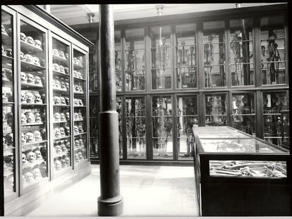 Colecciones de cráneos y esqueletos expuestos en una sala del Museo de Ciencias Naturales de La Plata, Buenos aires, en 1888.