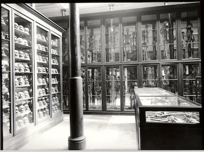 Colecciones de cráneos y esqueletos expuestos en una sala del Museo de Ciencias Naturales de La Plata, Buenos aires