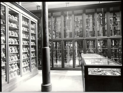 Colecciones de cráneos y esqueletos expuestos en una sala del Museo de Ciencias Naturales de La Plata, Buenos aires, en 1888.