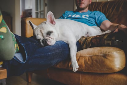 Bulldog francés durmiéndose en el regazo de un hombre