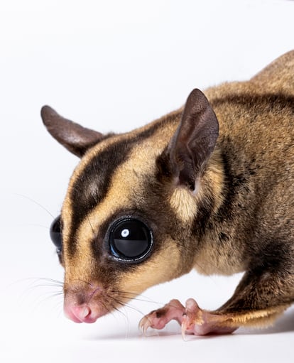 Petauro del azúcar ('Petaurus breviceps').