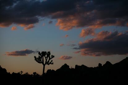 A Joshua tree is silhouetted against the sky at Joshua Tree National Park in California on May 19, 2020.