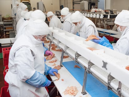 Un matadero industrial de pollos donde se fabrican hamburguesas de ave.