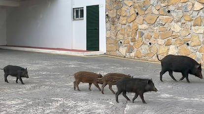 Varios jabalíes en una zona urbana en una imagen de archivo. EFE/Esther Gómez