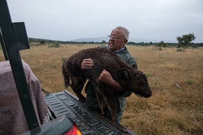 Alberto Herranz carries a sick bison calf afflicted by ticks at his estate in Cubillo (Segovia).