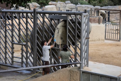 Elefantas recibiendo cuidados por los trabajadores del Zoo de Barcelona.