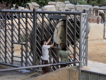 Elefantas recibiendo cuidados por los trabajadores del Zoo de Barcelona.